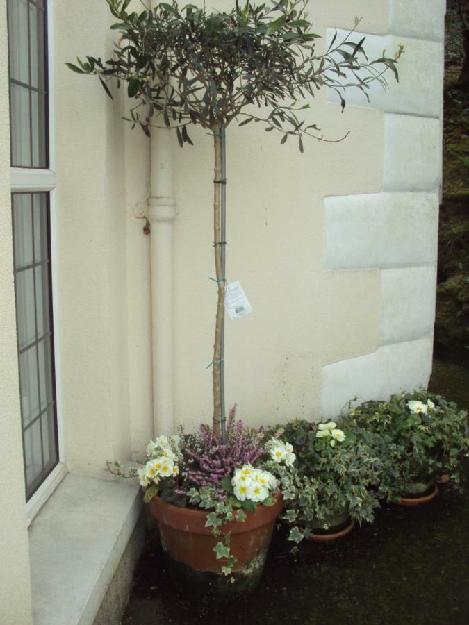 ルー Woodlands Bed & Breakfast エクステリア 写真